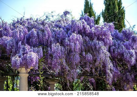 Beautiful Purple Wisteria Flowers