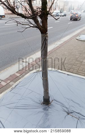 workers of communal services protect trees in the center of the city from frosts by a snowball frosty autumn