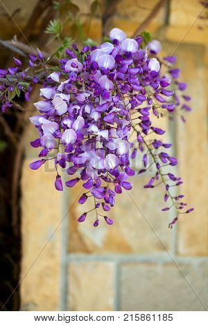 Beautiful Purple Wisteria Flowers
