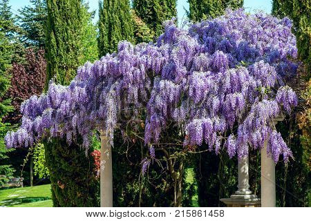 Beautiful Purple Wisteria Flowers