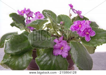 Saintpaulias African violets, Saintpaulia ionantha pink flower in pod, indoor plant on white background