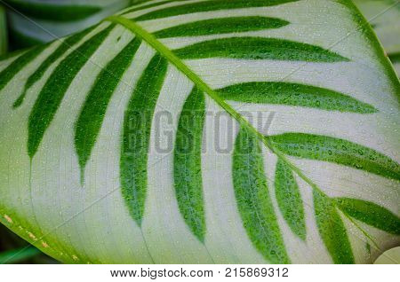 Close Up Dumb Cane Leaves Or Dieffenbachia, Calathea- Nature Background.