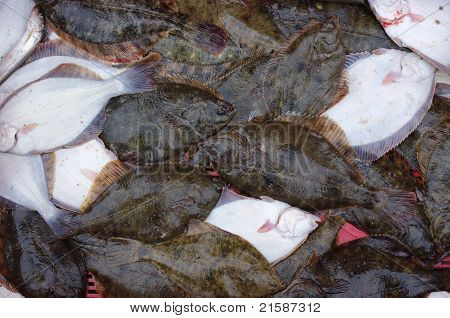 Peixes chatos frescos em uma caixa no cais