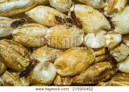 Beetles Crawl On The Rump