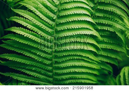 Beautiful fern leaves green foliage natural floral fern background.