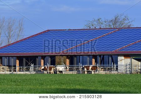 Modern cowshed with a solar system in a village