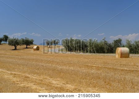 Landscape Near Ascoli Piceno At Summer
