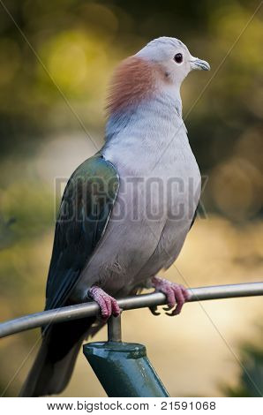 Sulawesi grøn Imperial-pigeon profil