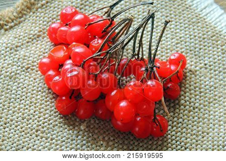 Red ripe Viburnum, kalina in autumn on wooden background