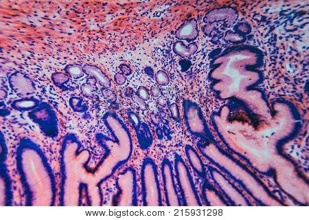 Abstract science background- pyloric division of the stomach of the dog. Cell biology