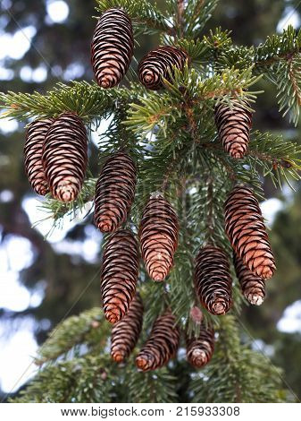 Pinecones hanging from the branches of an evergreen tree. Wooden background.