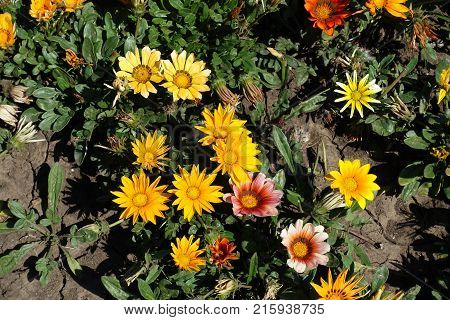 Top view of bright flowers of gazania
