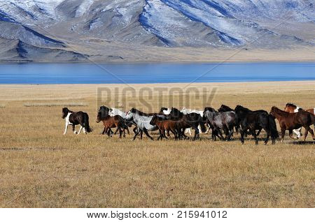 Mongolian horse rider the snowy mountains in the winter of mongolia during the golden eagle festival