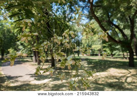 Small white flowers of Chinese pagoda tree