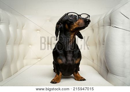 cute close up dog dachshund breed black and tan with black glasses in his eyes sits full-length in a white armchair and looks up.