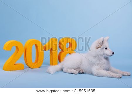 A small fluffy puppy of the Samoyed breed, lies and looks to the side on a blue background with orange large numeric 2018.