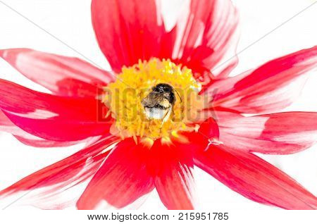 Closeup image of a bumble bee and red Dahlia flower