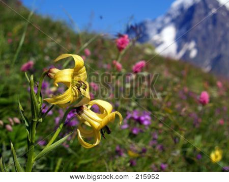 Bergblumen [1]
