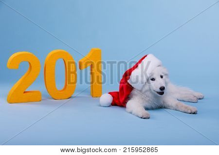 On a blue background, next to the orange large number is a small white fluffy puppy in a red Santa hat with white fur. Symbol of the new year.