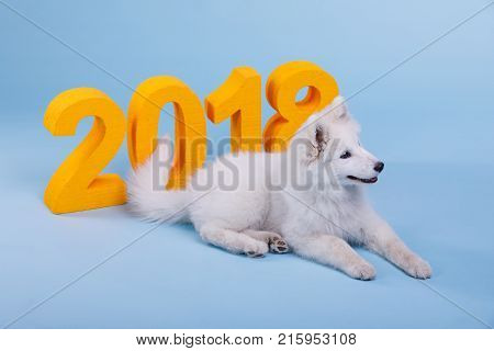 A small thoroughbred white fluffy puppy lies on a blue background next to a large orange numeric 2018. A symbol of the new year.