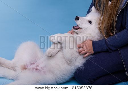 A brunette girl with long hair plays with a little white fluffy Samoyed puppy. On a blue background.