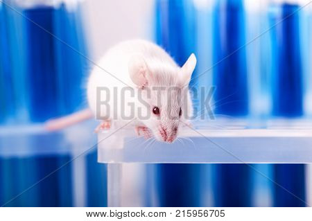 White lab laboratory rat white background red background