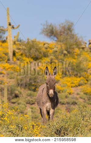a cute wild burro in the Arizona desert in spring