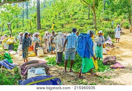 Tea Pickers In Ella