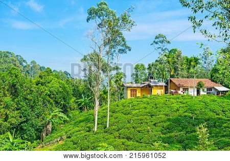 The hilly landscape of Demodara with tea plants and lush tropic greenery Sri Lanka.
