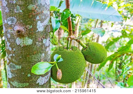 The giant jackfruits growingon the tree in forest of Damodara Ella Sri Lanka.
