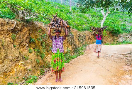 ELLA SRI LANKA - DECEMBER 1 2016: The villagers carry the bundles of firewood on the heads on the footpath along the tea plantation on December 1 in Ella.