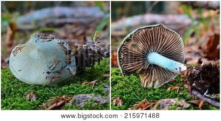 Clitocybe odora mushroom known as the aniseed funnel toadstool