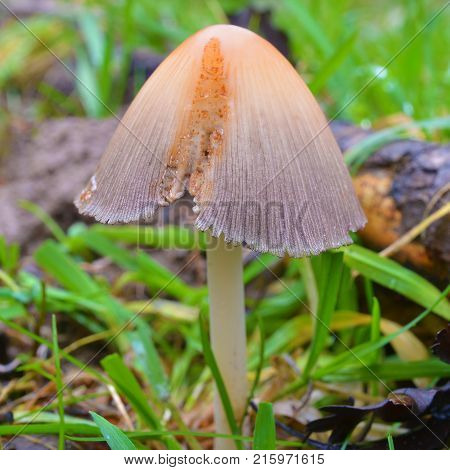 a Coprinellus bisporiger mushroom in the garden