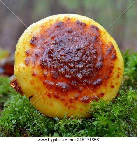 a pholiota limonella mushroom in the woods