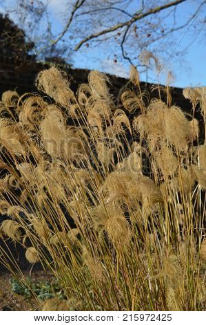 Miscanthus Nepalensis