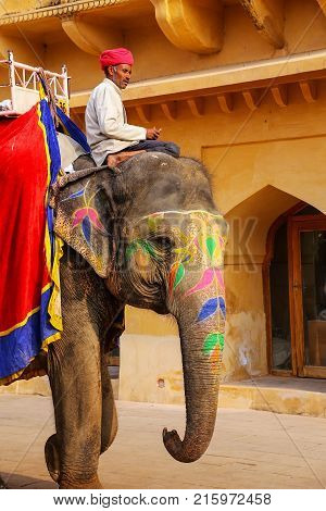 Amber, India - November 13: Unidentified Man Rides Decorated Elephant In Jaleb Chowk In Amber Fort O
