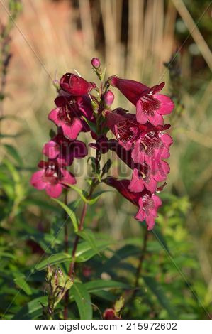 Penstemon Rich Ruby