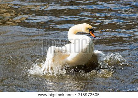 Graceful white swan on the water surface.