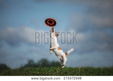 Dog Jack Russell Terrier Plays