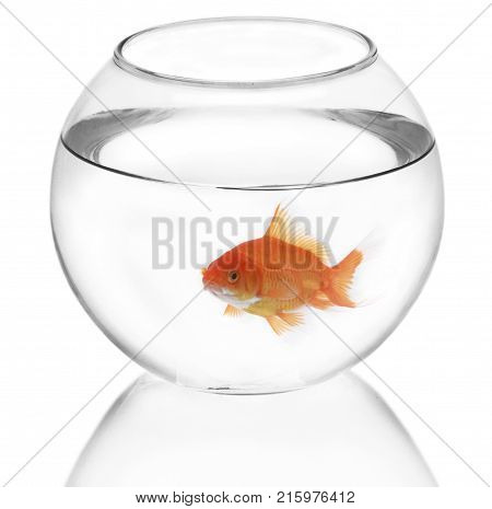 Glass gold fish aquarium goldfish color image