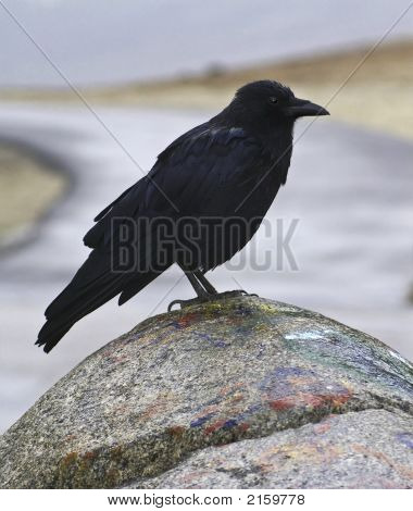 Quoth The Raven Nevermore
