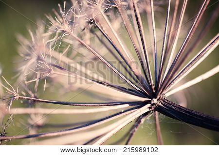 Abstract closeup photo of dry flower with interesting texture. Natural phorography.
