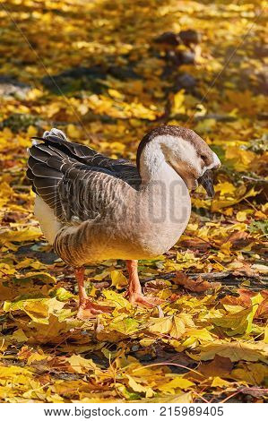 Swan Goose (Anser Cygnoides) in the Yellow Leaves