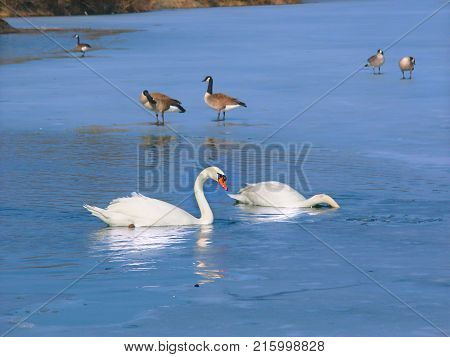 Mute Swans (Cygnus olor) floating in an icy lake in Illinois