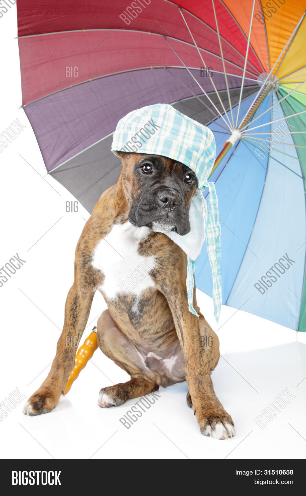 Boxer Puppy Umbrella Image & Photo (Free Trial) Bigstock