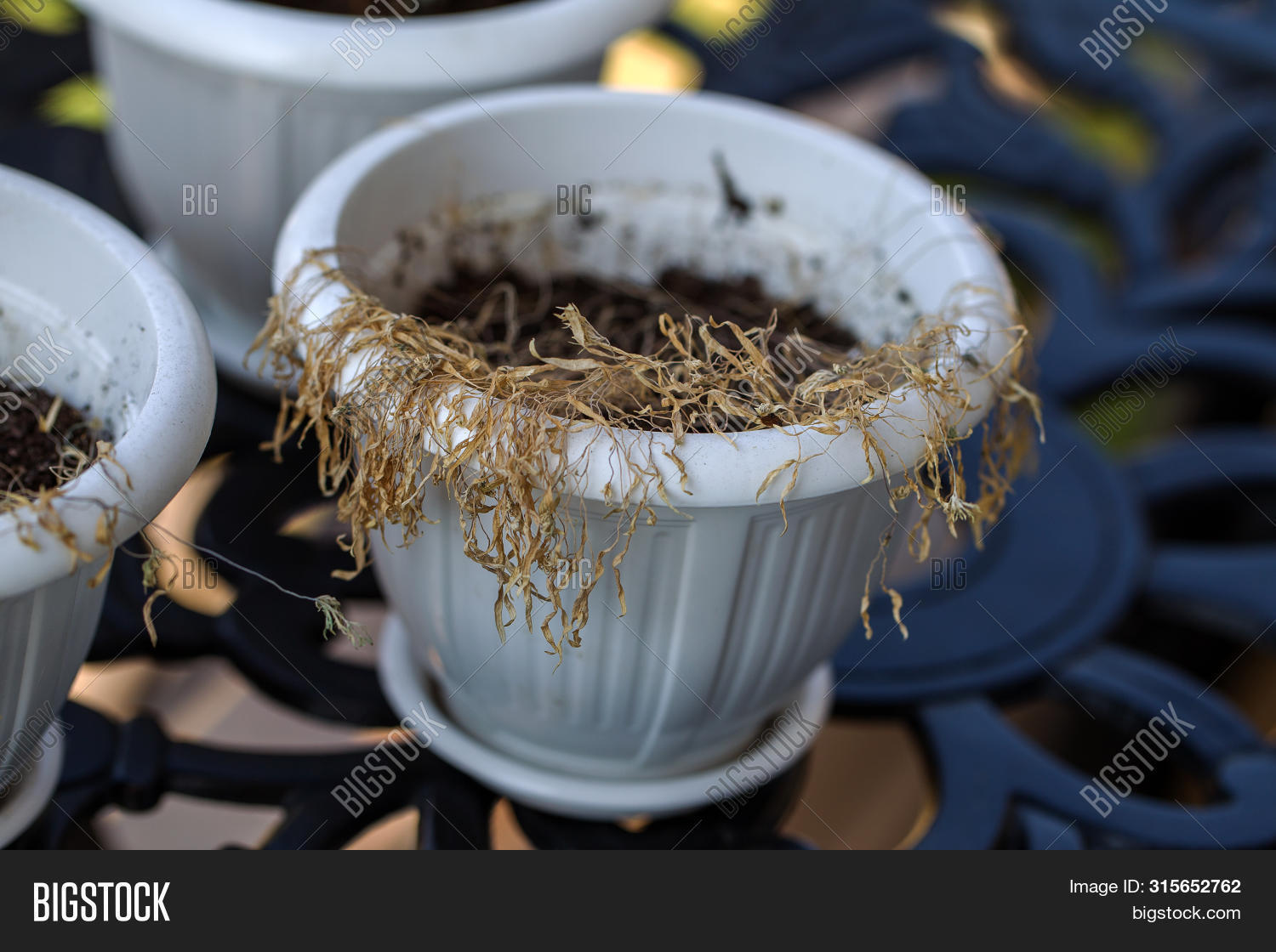 Imagen y foto Drought. Withered (prueba gratis) Bigstock