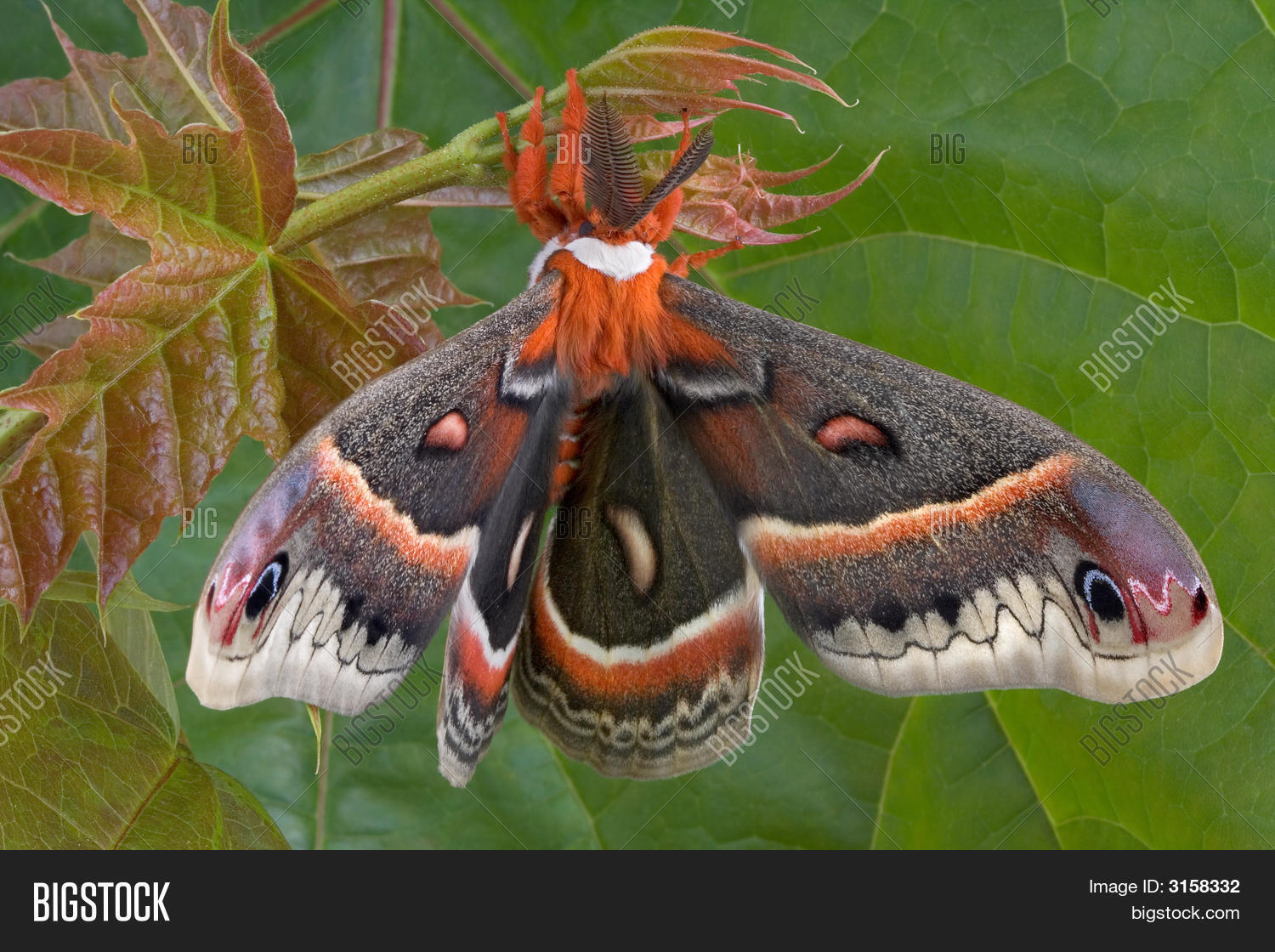 Cecropia Moth Front Image & Photo (Free Trial) | Bigstock