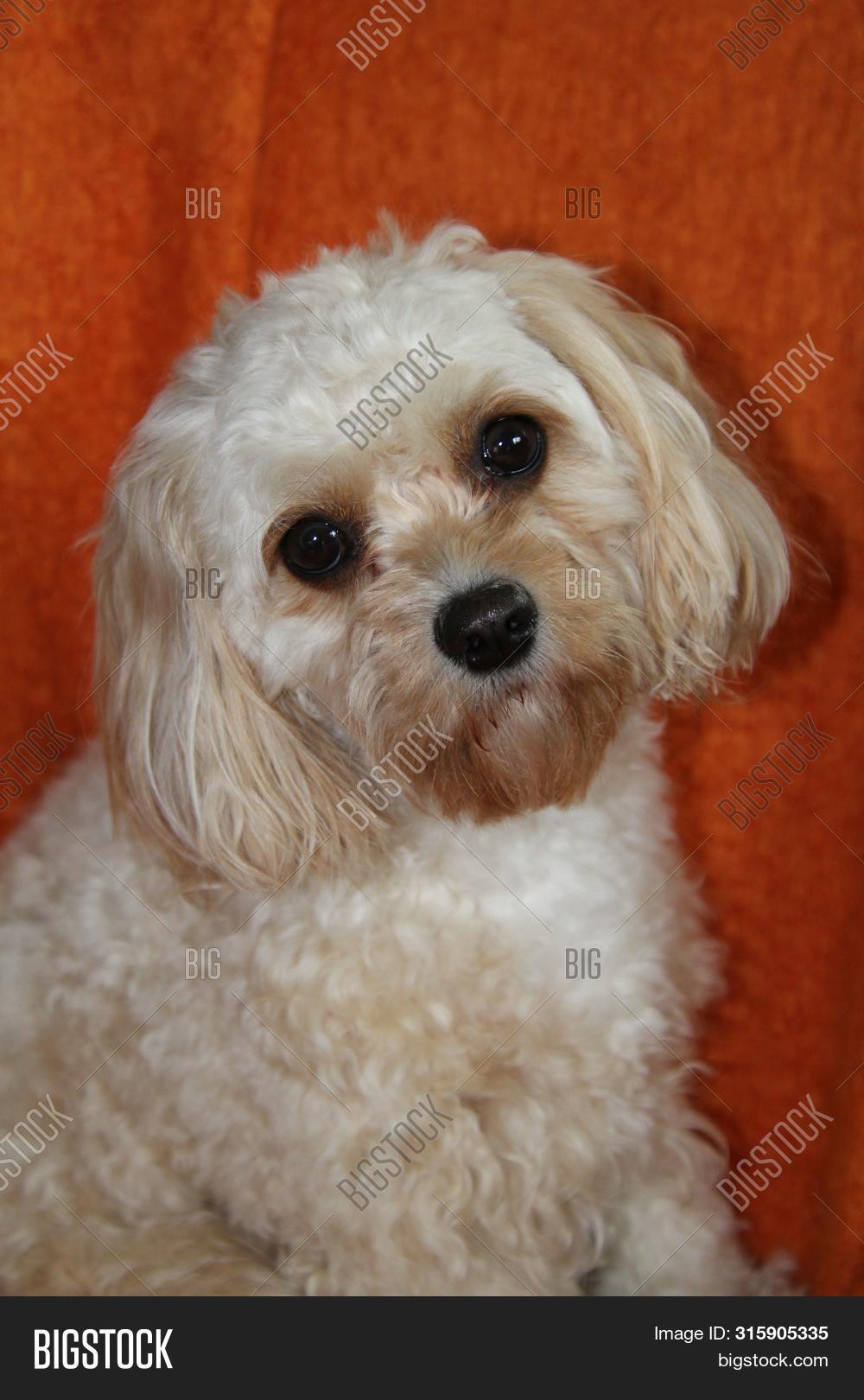 large cavachon