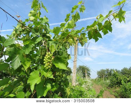 Vineyard In Summer, Green Bunches Of White Grapes Growing On Blue Sky Background. Rural Landscape Wi