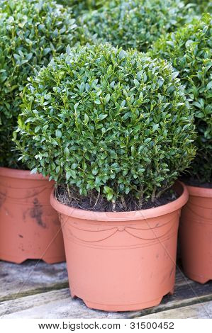 Buxus Sempervirens